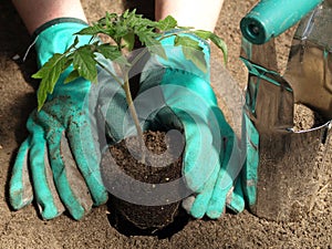 Transplanting tomato