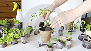 Transplanting tomato seedlings from peat tablets into peat pots using garden tools. Beautiful female hands transplant young