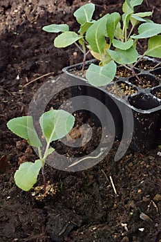 transplanting of young cauliflower plant in the vegetable garden. cauliflower seedbed and cruciferae in the raised bed on the photo
