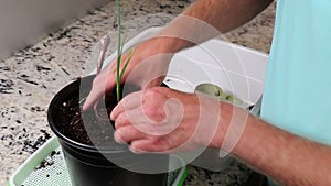 Transplanting a Young Garlic Plant into a Larger Container