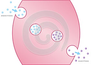 The transport of macromolecules into a cell / Endocytosis.