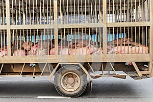 Transport of slaughter pigs