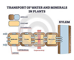 Transport of water and minerals in plant with anatomical cell outline diagram