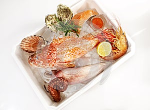 Transportation Box with Fish, Sea Food on Ice isolated on white Background