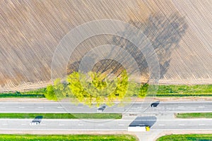 Transportation concept. Dry farmland near road. Tree shadows