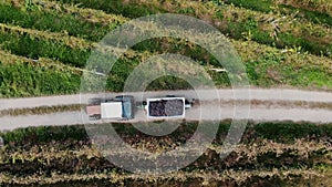 transportation of the grape harvest to the winery. top view. Drone flight over vineyard, it following driving tractor