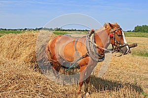 Transportation of hay by a cart