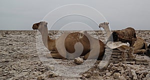 Transportation of salt slabs camel, Karum lake, Danakil, Afar Ethiopia