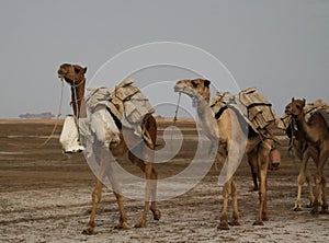 Transportation of salt slabs camel, Karum lake, Danakil Afar Ethiopia