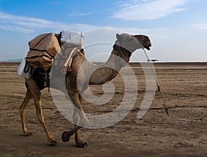 Transportation of salt slabs camel, Karum lake, Danakil Afar Ethiopia