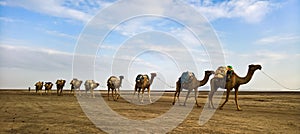 Transportation of salt slabs camel, Karum lake, Danakil, Afar Ethiopia