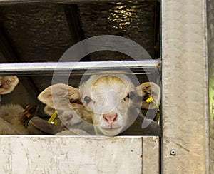 Transporting sheep