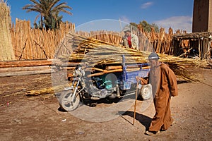 Transporting sugar canes. Skoura. Morocco.