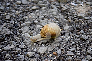 Transsylvania snail on the road