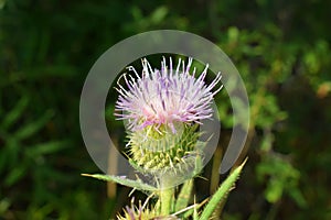 Transsylvanian flower in the sunshine