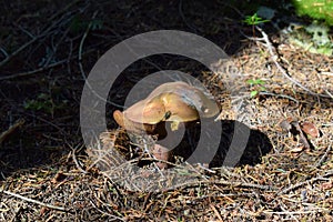 Transsylvanian mushroom in the woods