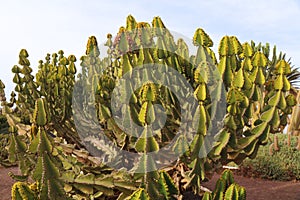 Transvaal candelabra tree plant photo