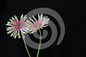 Transvaal daisies in a black background