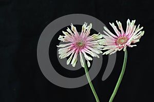 Transvaal daisies in a black background