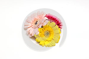 Transvaal daisies gerbera flowers isolated on a white background