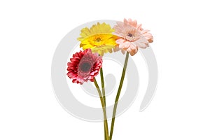Transvaal daisies gerbera flowers isolated on a white background