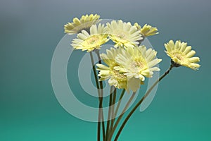 Transvaal daisies in a green gradient background