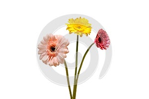Transvaal daisies isolated on a white background