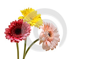 Transvaal daisies isolated on a white background