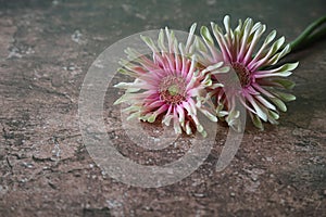 Transvaal daisies in a marble pattern background