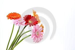 Transvaal daisies in a white background