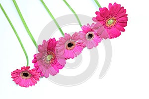 Transvaal daisies in a white background