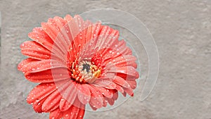 Transvaal Daisy flower