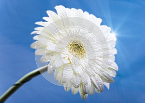 Transvaal daisy flower in rain drops