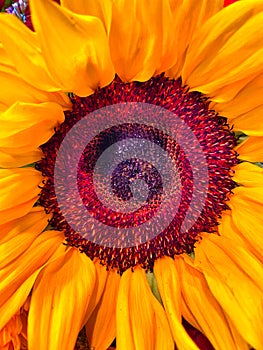 Transvaal daisy Gerbera yellow