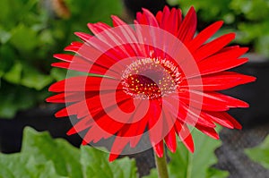 Transvaal Daisy or Majorette Gerbera flower in the garden
