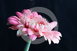 Transvaal daisy and watre drop in a black background
