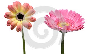 Transvaal daisy in a white background
