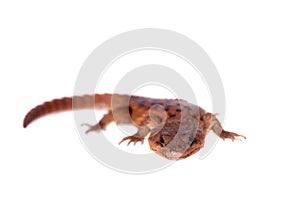 Transvaal Girdled Lizard on white background.