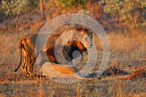 The Transvaal lion Panthera leo krugeri, also known as the Southeast African lion or Kalahari lion, communication between two