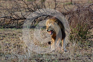 The Transvaal lion Panthera leo krugeri, also known as the Southeast African lion or Kalahari lion grins into the camera