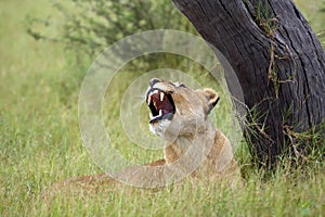 The Transvaal lion Panthera leo krugeri also known as the Southeast African lion .Lioness lying under a tree with open mouth