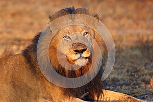 The Transvaal lion Panthera leo krugeri, also known as the Southeast African lion, portrait of the big males with a dark mane at