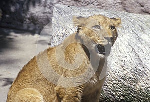 Transvaal Lion, Panthera leo krugeri from Republic of South Africa