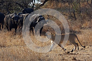 The Transvaal lion Panthera leo krugeri, young lioness in conflict with a herd of cape buffalo.Lions on a buffalo hunt