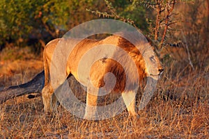 The Transvaal lion Panthera leo melanochaita or Panthera leo kruegeri , big male in the morning light