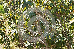 TRANSVAAL MILKPLUM TREE WITH SHINY GREEN LEAF CLUSTERS