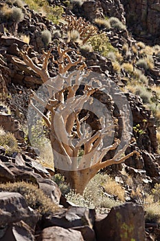 Transvaal Sesame tree - Namibia