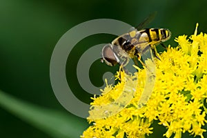 Transverse-banded Flower Fly - Eristalis transversa