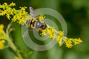 Transverse-banded Flower Fly - Eristalis transversa