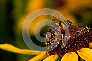 Transverse drone fly on yellow flower.